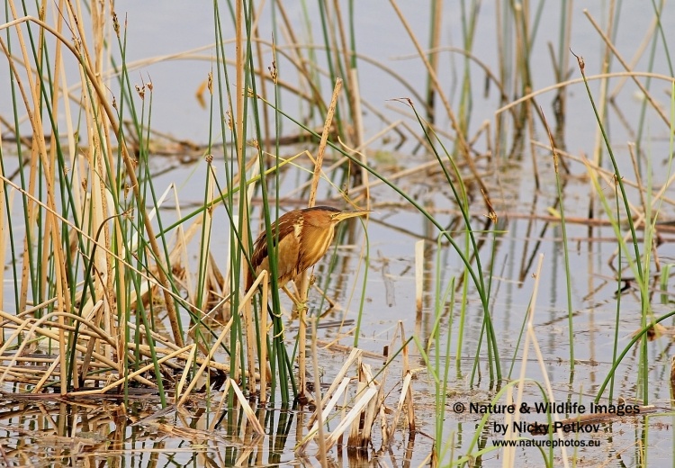 WildLife Photos of Birds, Storks & Herons, Little Bittern, Ixobrychus minutus